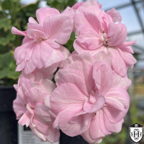 Pelargonium 'OЧ Madpearl Rose' - Pelargoon 'OЧ Madpearl Rose' P9/0,55L